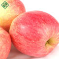 Chinesischer Apfellieferant-Export frischer Fuji-Apfel